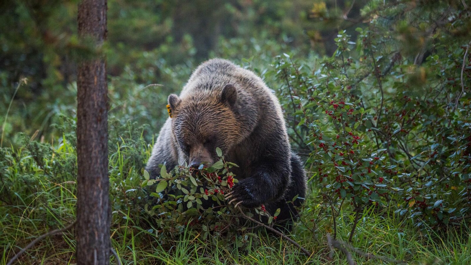 Un ours mange des baies.