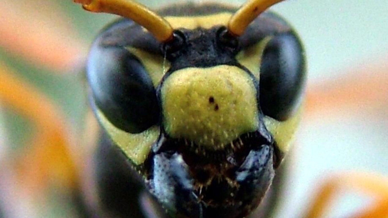 La tête d'une guêpe Polistes dominula.