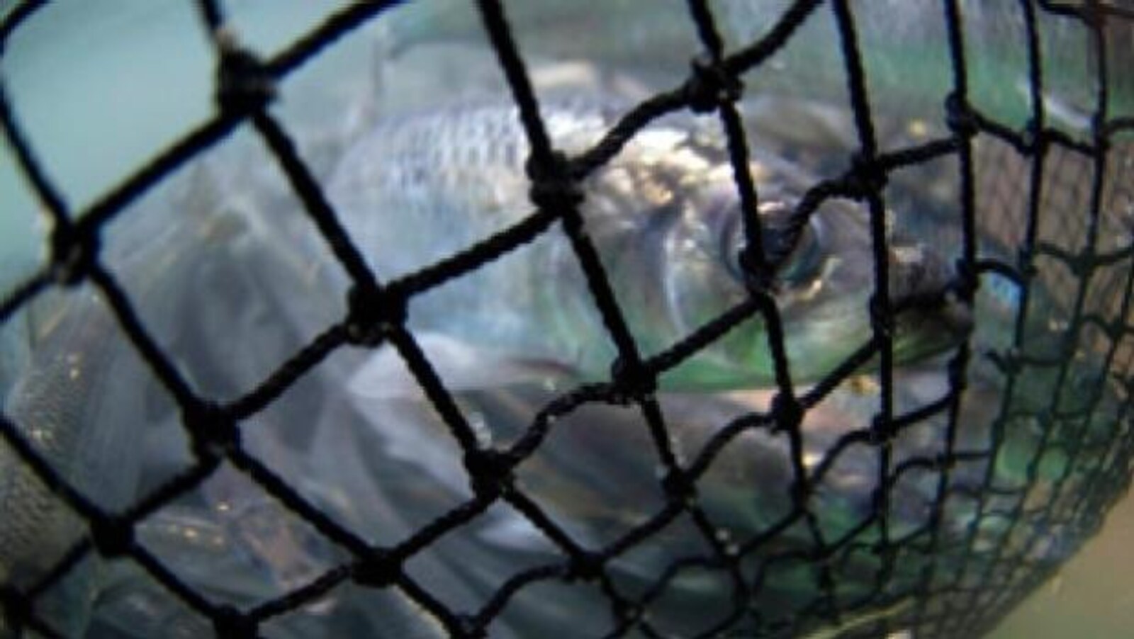Pêches et Océans Canada permet encore la pêche au hareng, malgré les préoccupations de ses scientifiques.