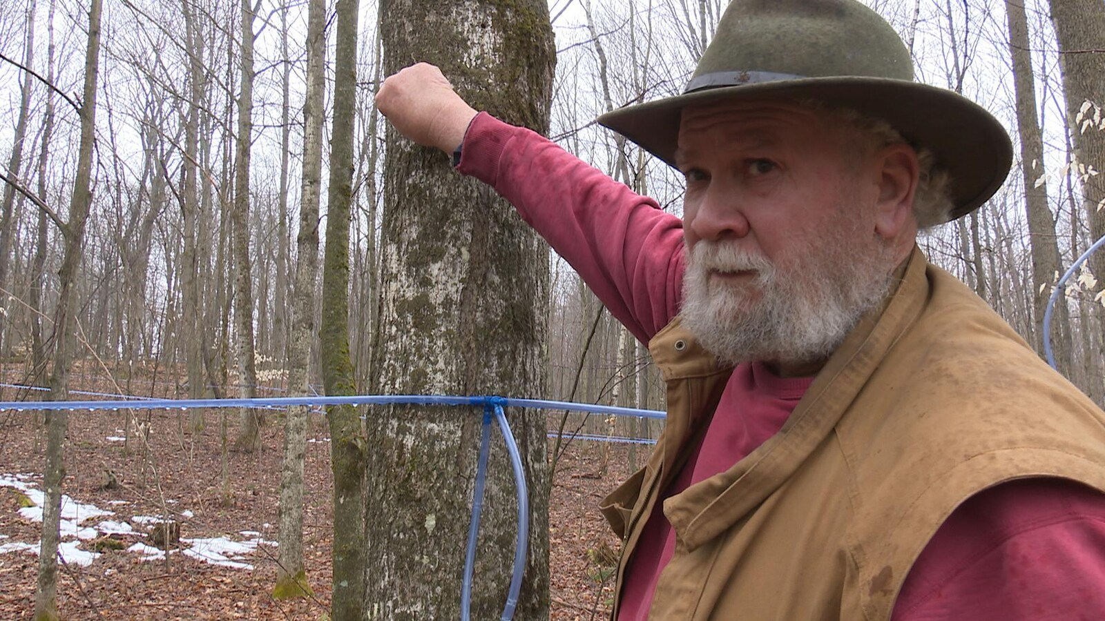 Harry Dennis, le propriétaire de la sucrerie Three Maples Sugar Camp à Marmora est devant un érable et des lignes d'entaille
