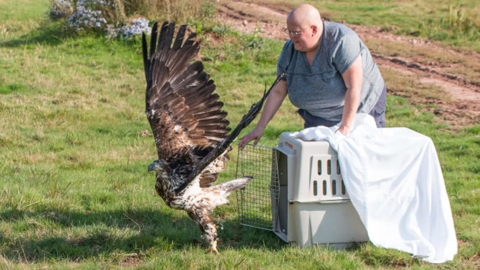 Helen Van Doninck ouvre la cage d'un aigle prêt à s'envoler.