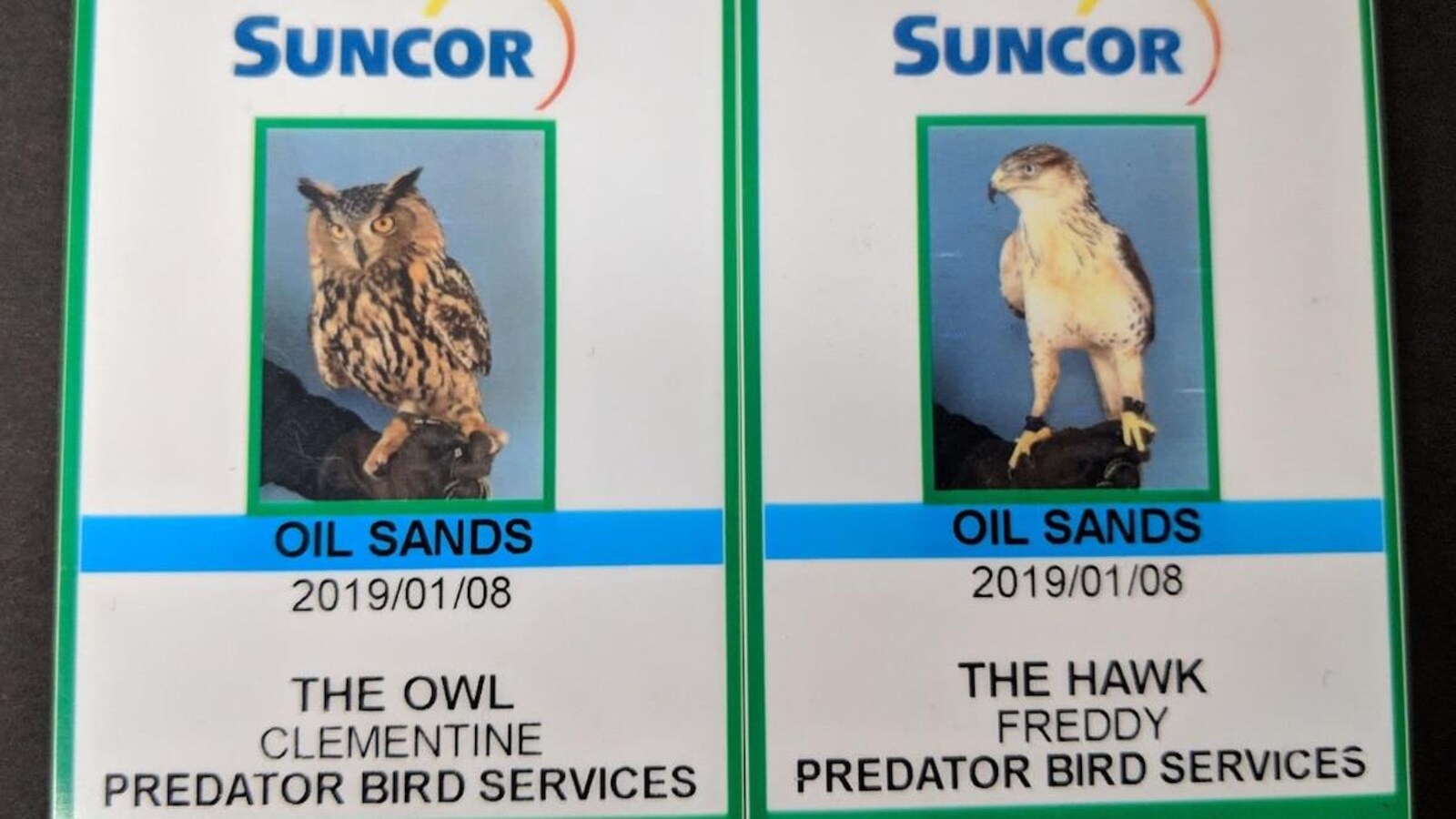 Deux cartes d'employés de Suncor à l'effigie des deux rapaces, un hibou et une buse.
