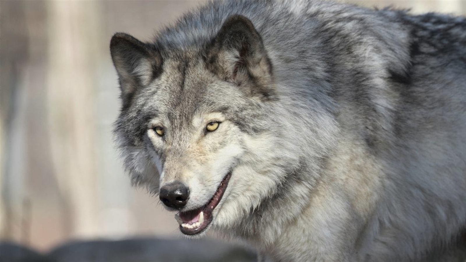 Un loup