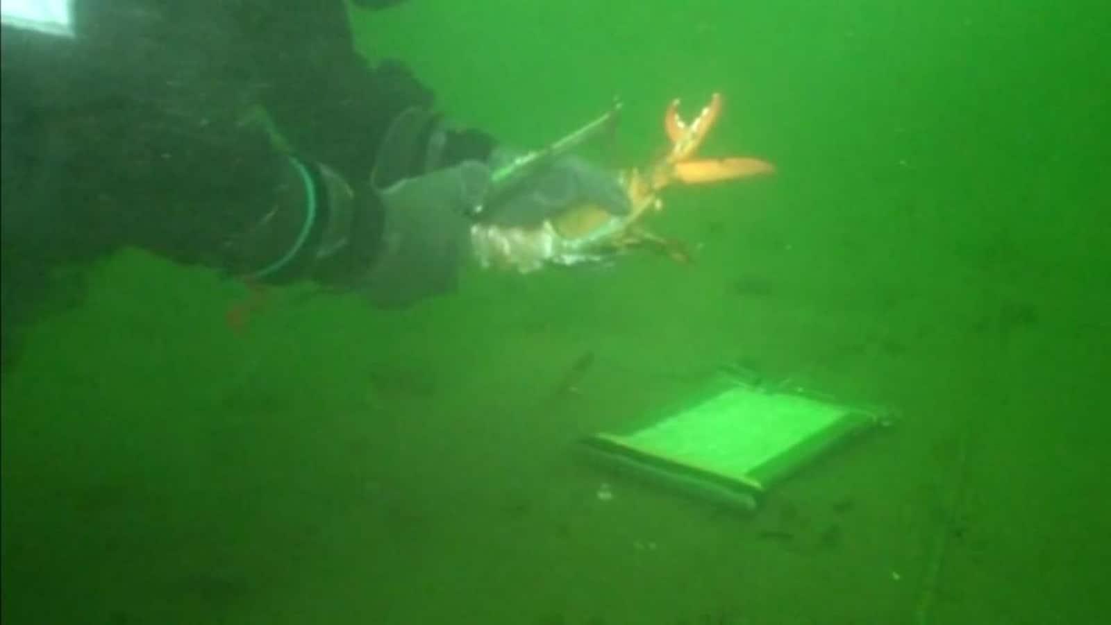 Un chercheur mesure la carapace d'un homard.