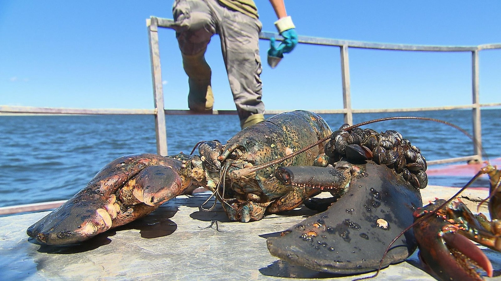 Un homard sur le pont d'un bateau de pêche à Sept-Îles