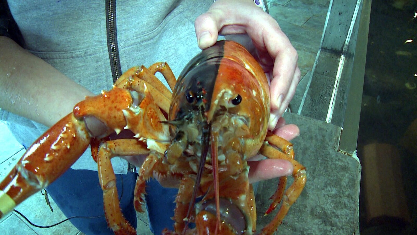 Une dame tient le homard dans ses mains. Il est orange d'un côté, noir de l'autre.
