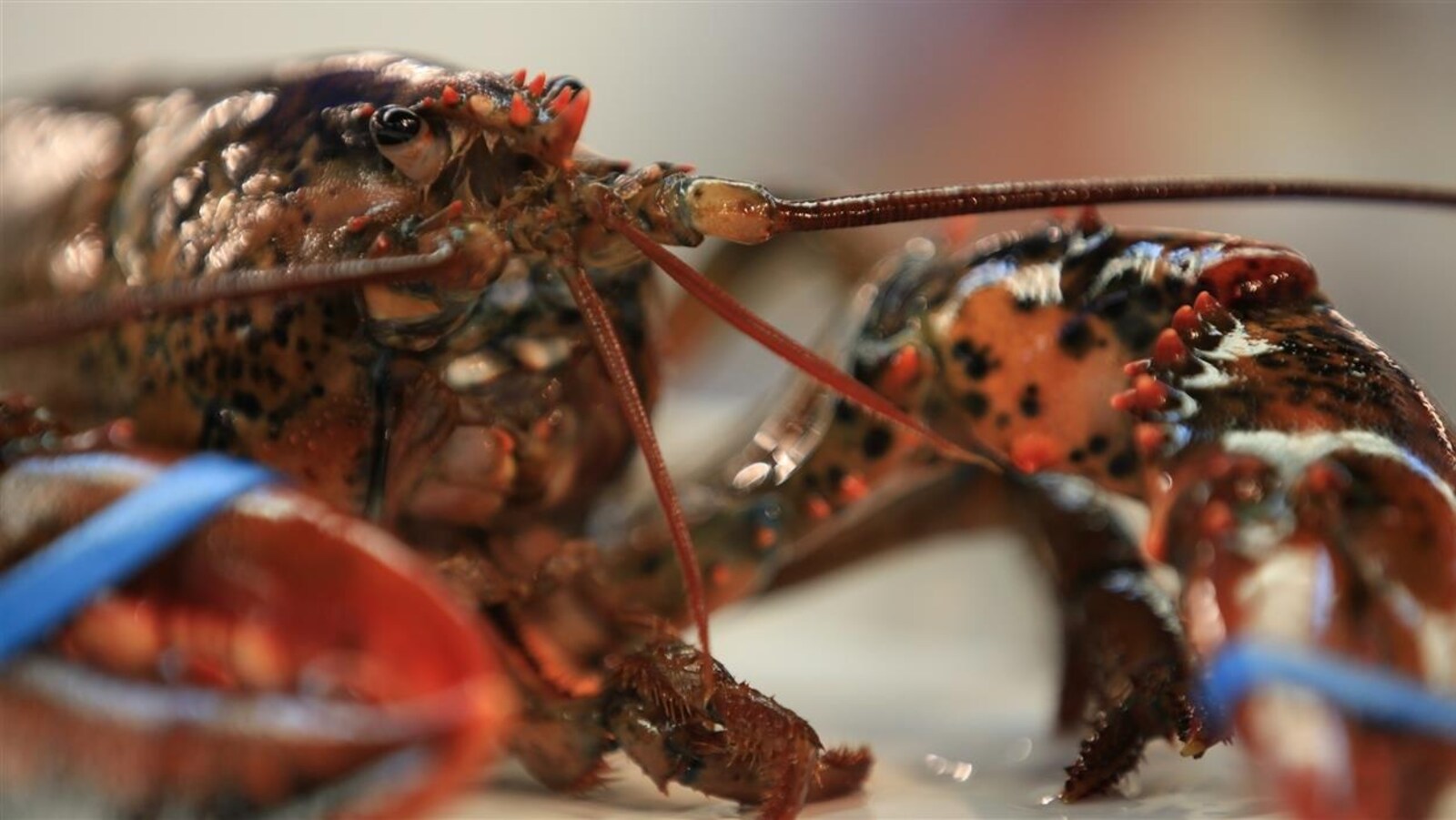 Un homard vivant.