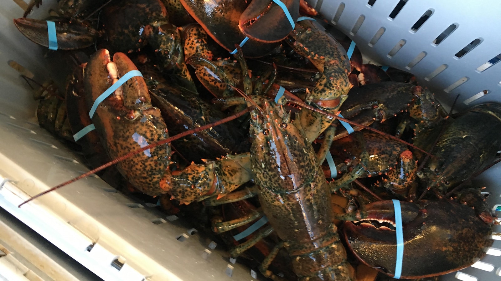 Des homards aux pinces attachées empilés dans un bac.