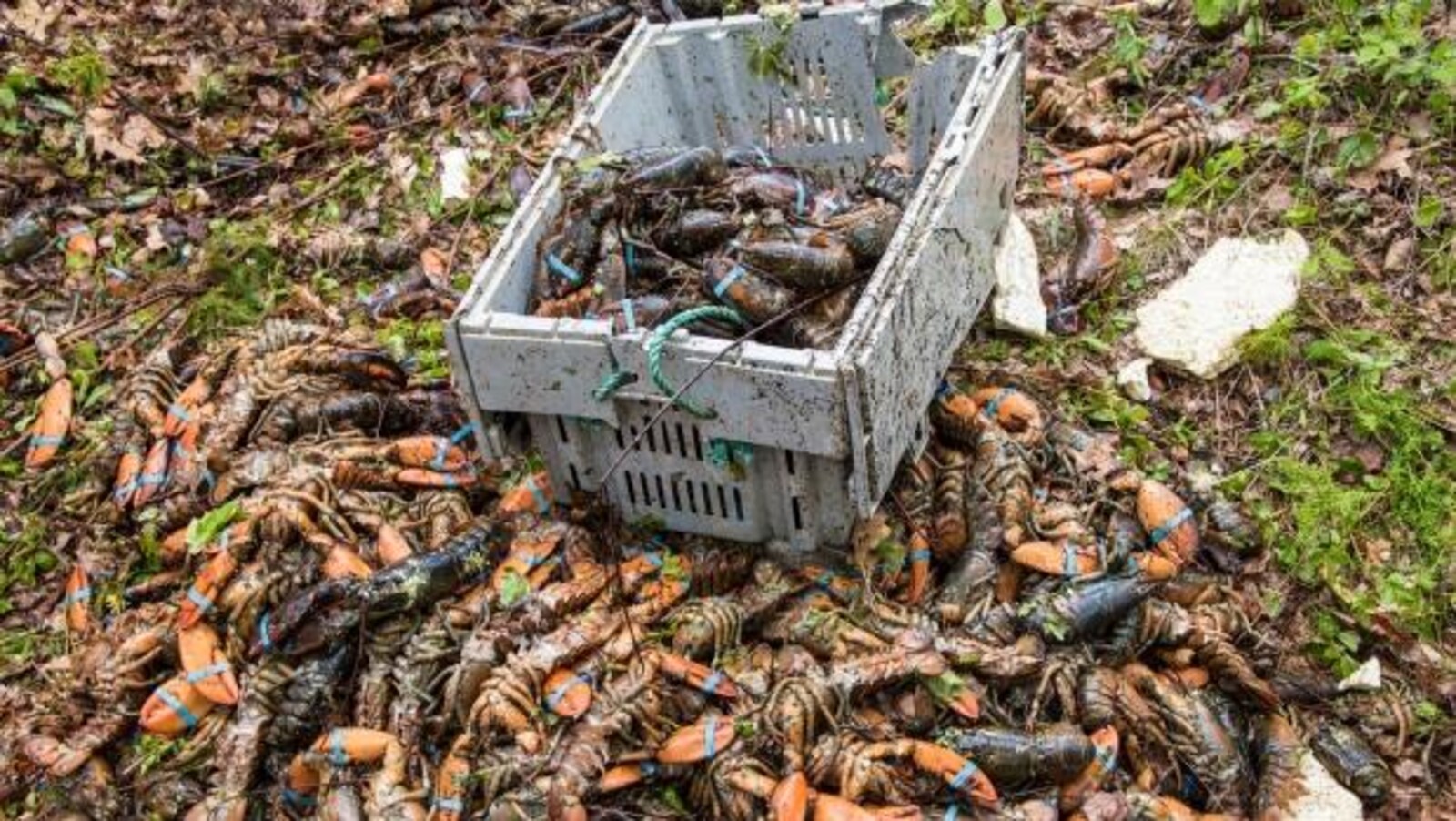 Des homards sont sur le bord de l'autoroute