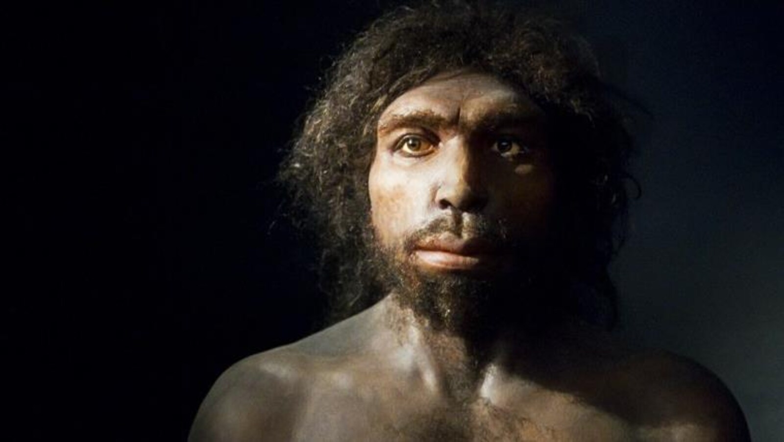 Reconstruction d'un Homo Antecessor réalisée par l'artiste Élisabeth Daynès.