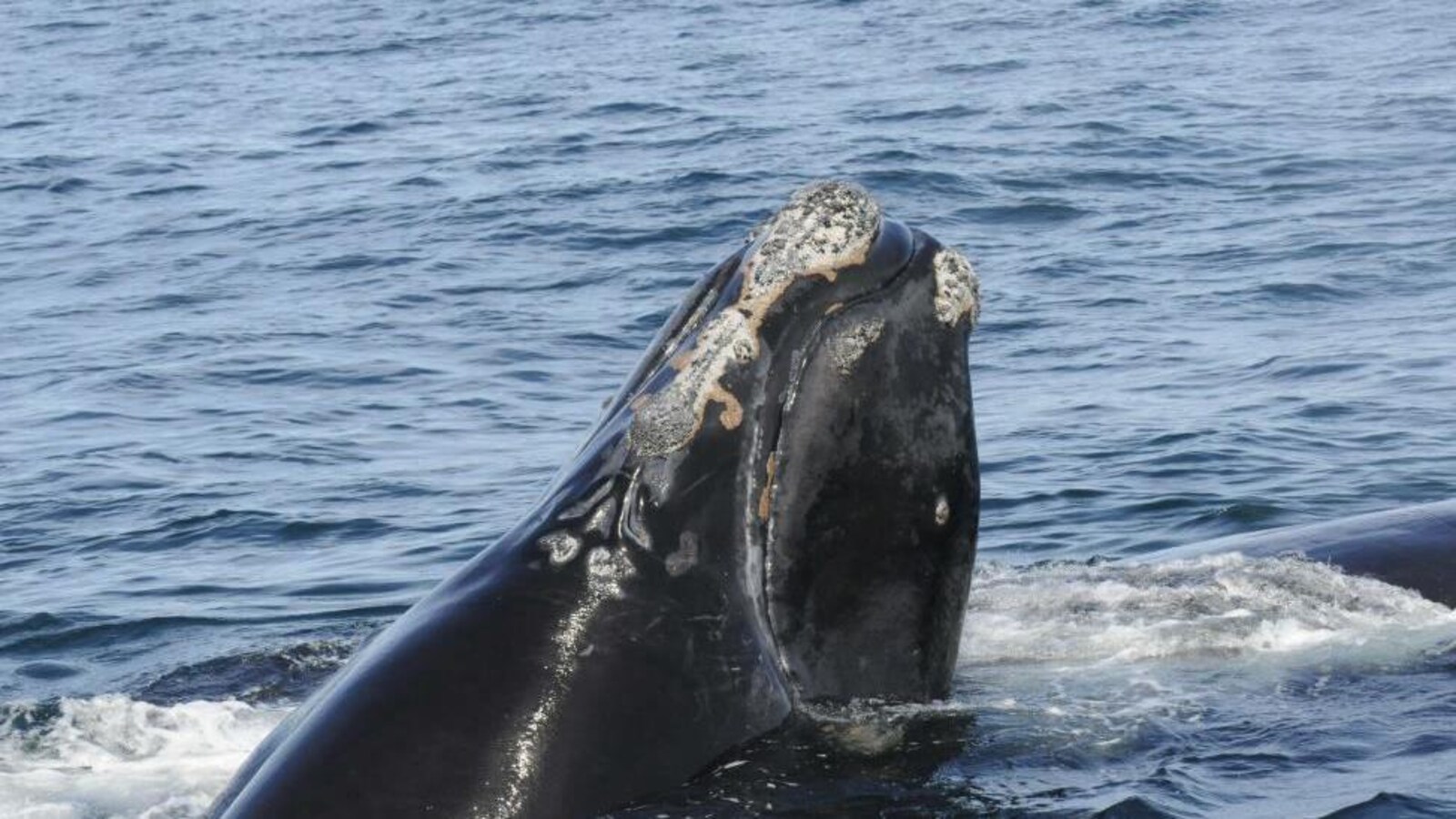 Une baleine sort la tête de l'eau.