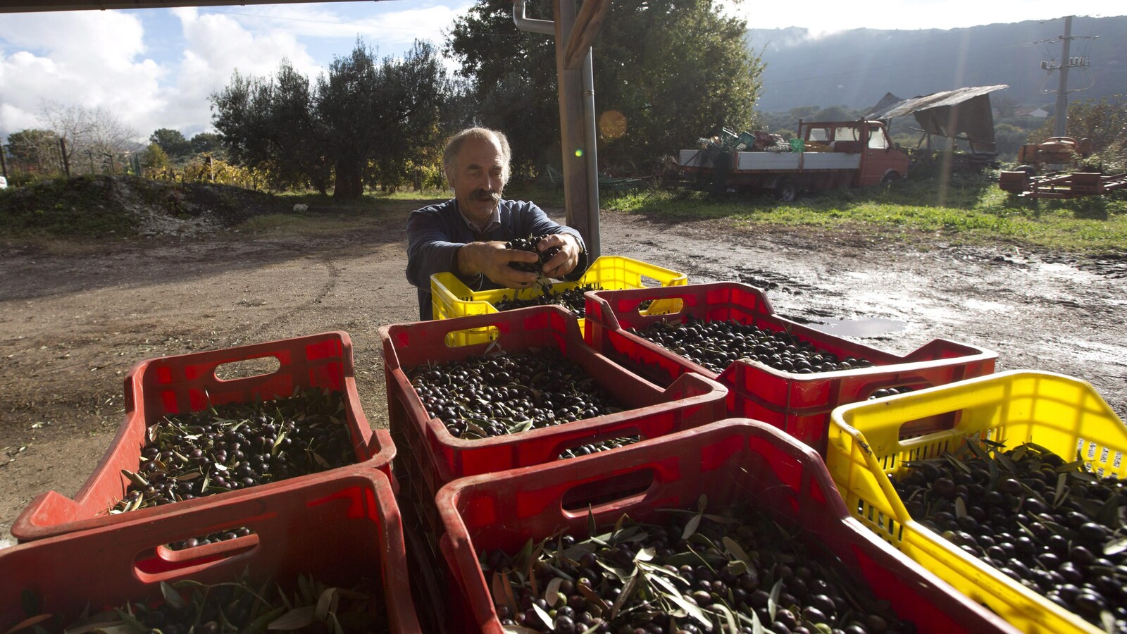 Un producteur est photographié devant des bacs contenant des olives, près des champs où elles poussent.