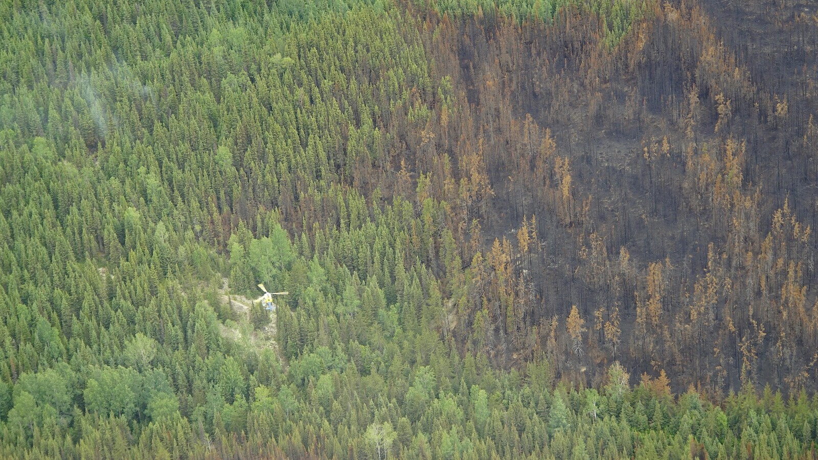 Vue aérienne d'une forêt ravagée par un incendie. Il n'y a plus de flammes, seulement un peu de fumée qui s'échappe de la forêt. Un hélicoptère survole les lieux.
