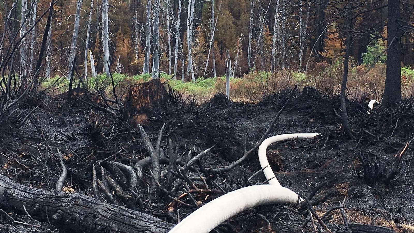 Un boyau d'arrosage dans la forêt brûlée de Labrieville.