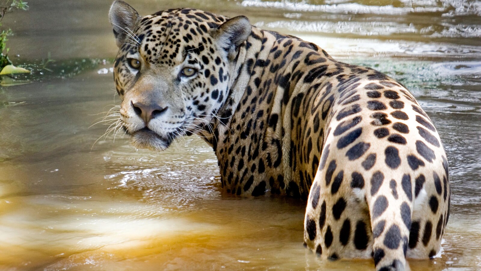 Un jaguar photographié en Amérique du Sud, en 2008.
