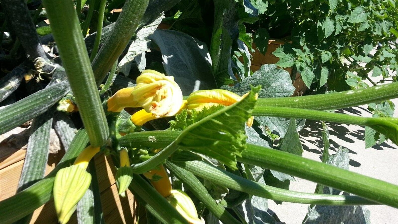 Des légumes d'un jardin