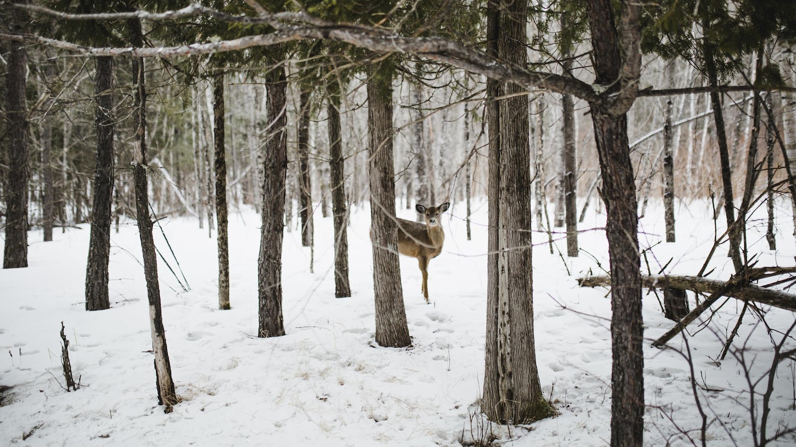Un jeune cerf dans une forêt du Québec.