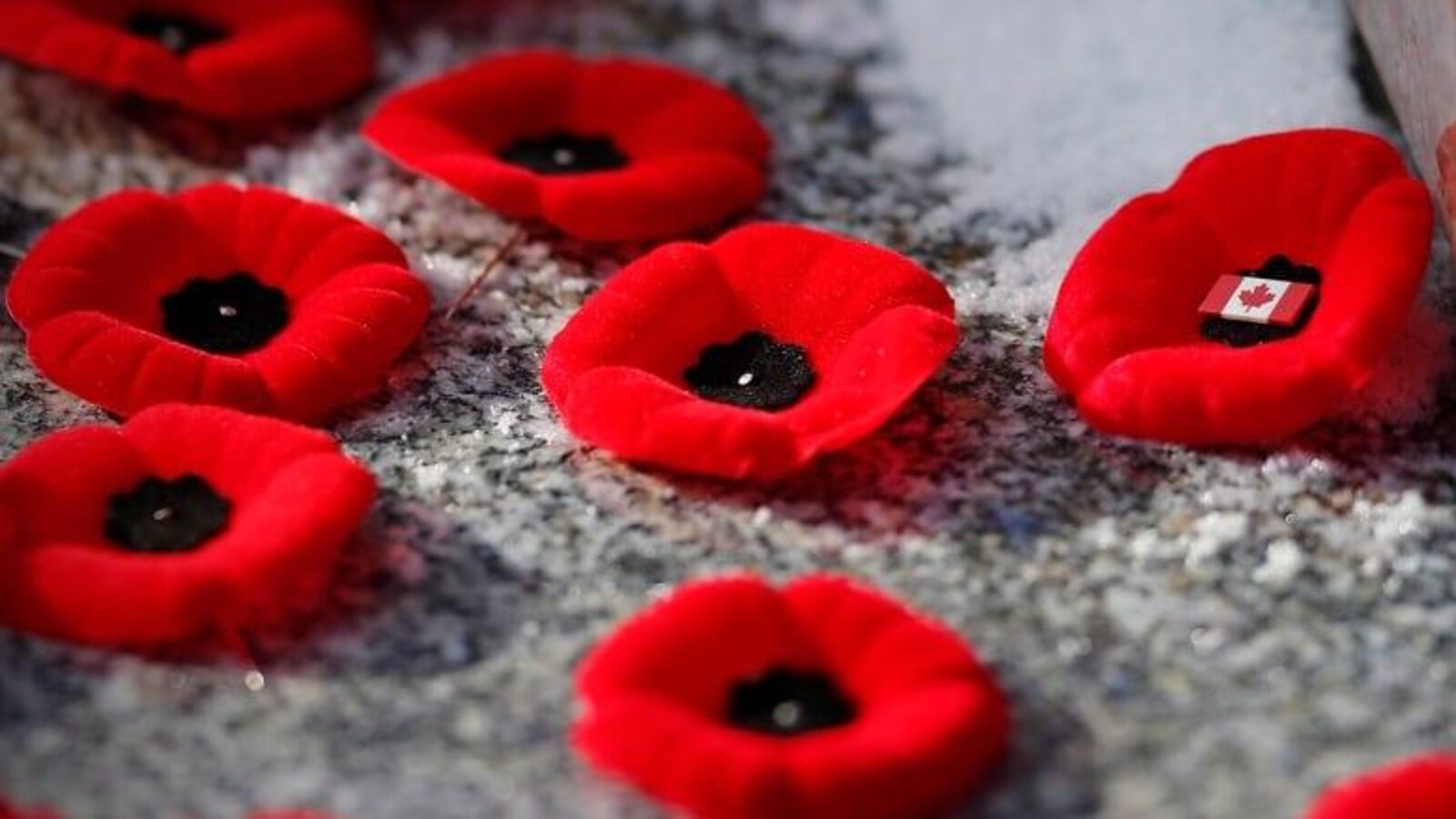 des coquelicots.