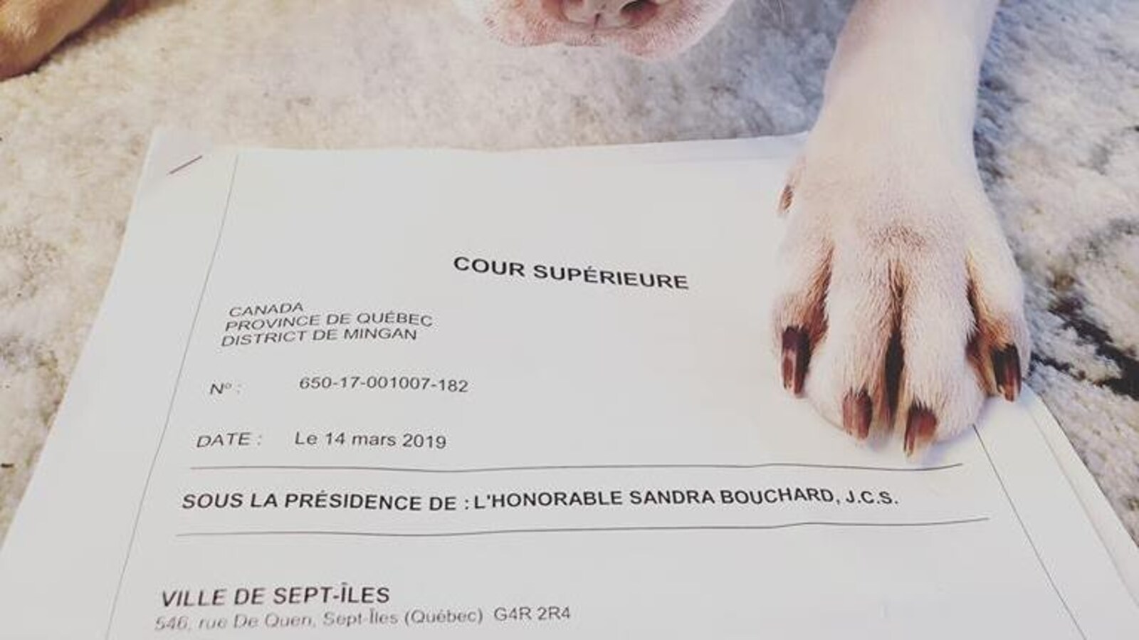Une patte de chien sur un jugement de la Cour supérieure.