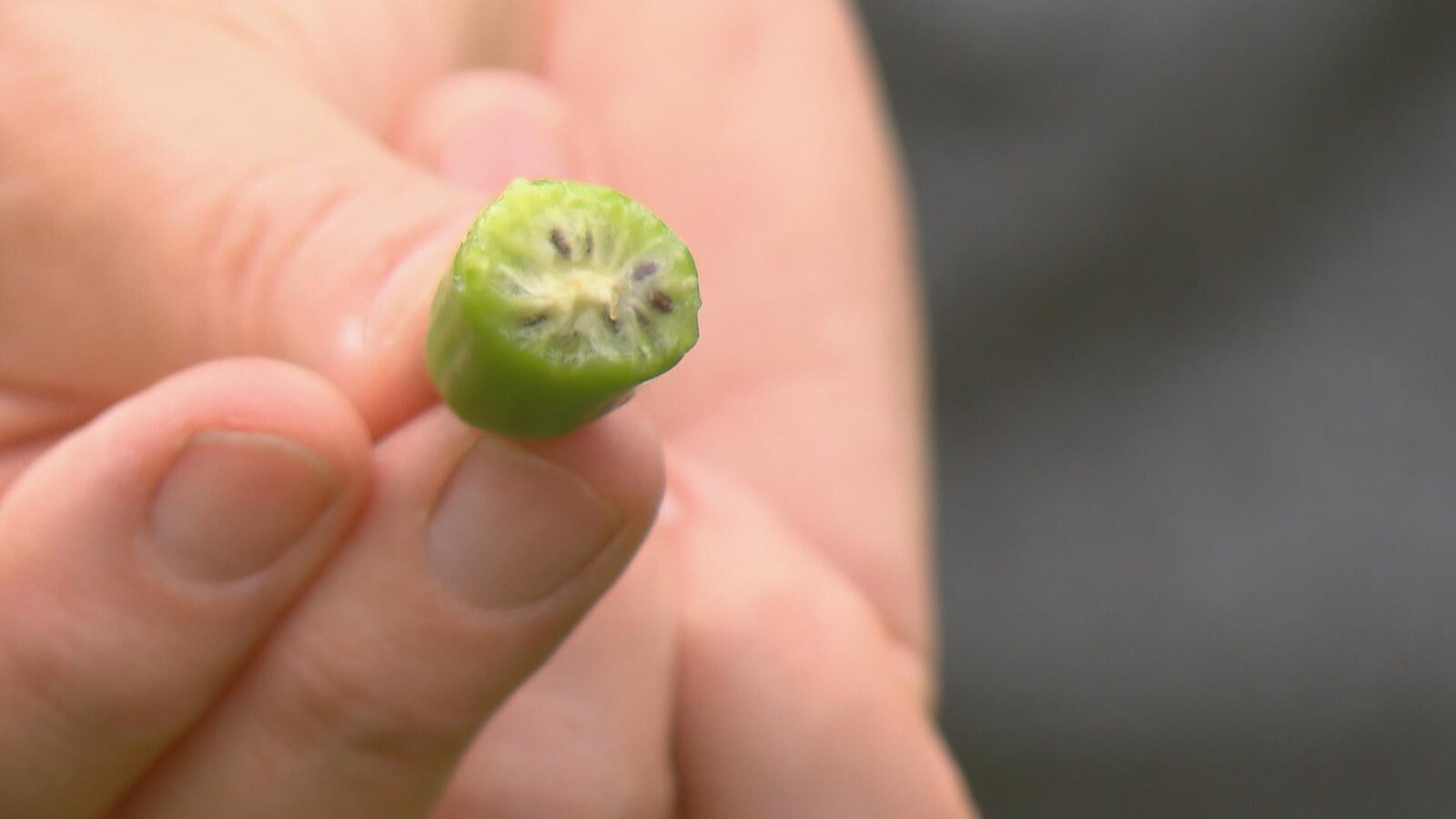 Des kiwis cultivés à 40 km de Québec ICI RadioCanada.ca