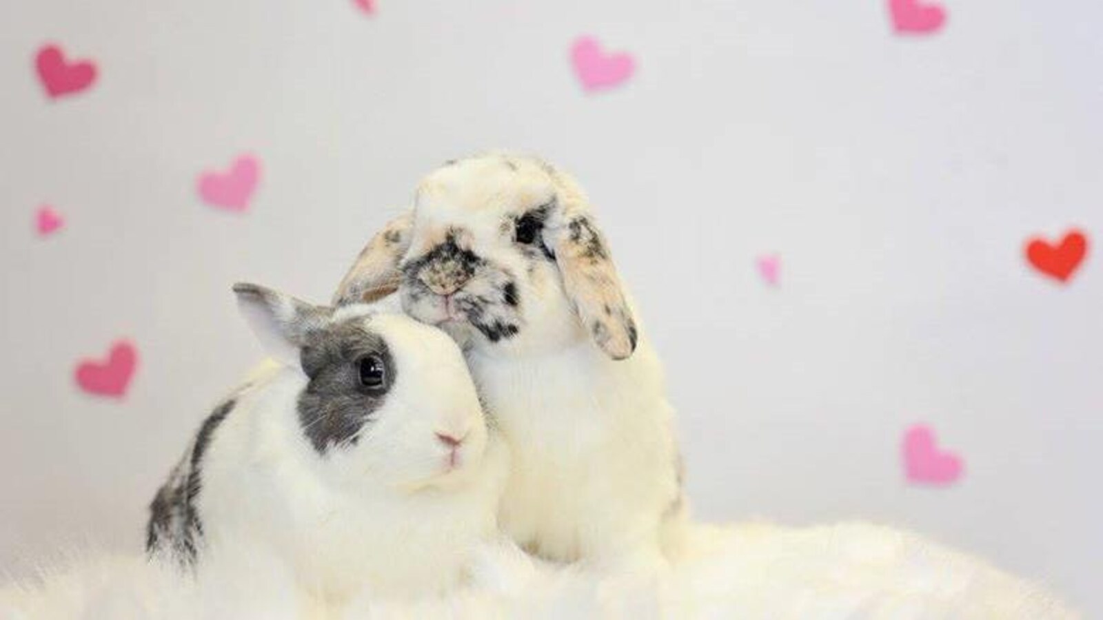 Deux lapins blancs au poil tacheté se reposent devant un mur décoré de petits coeurs rouges et roses.