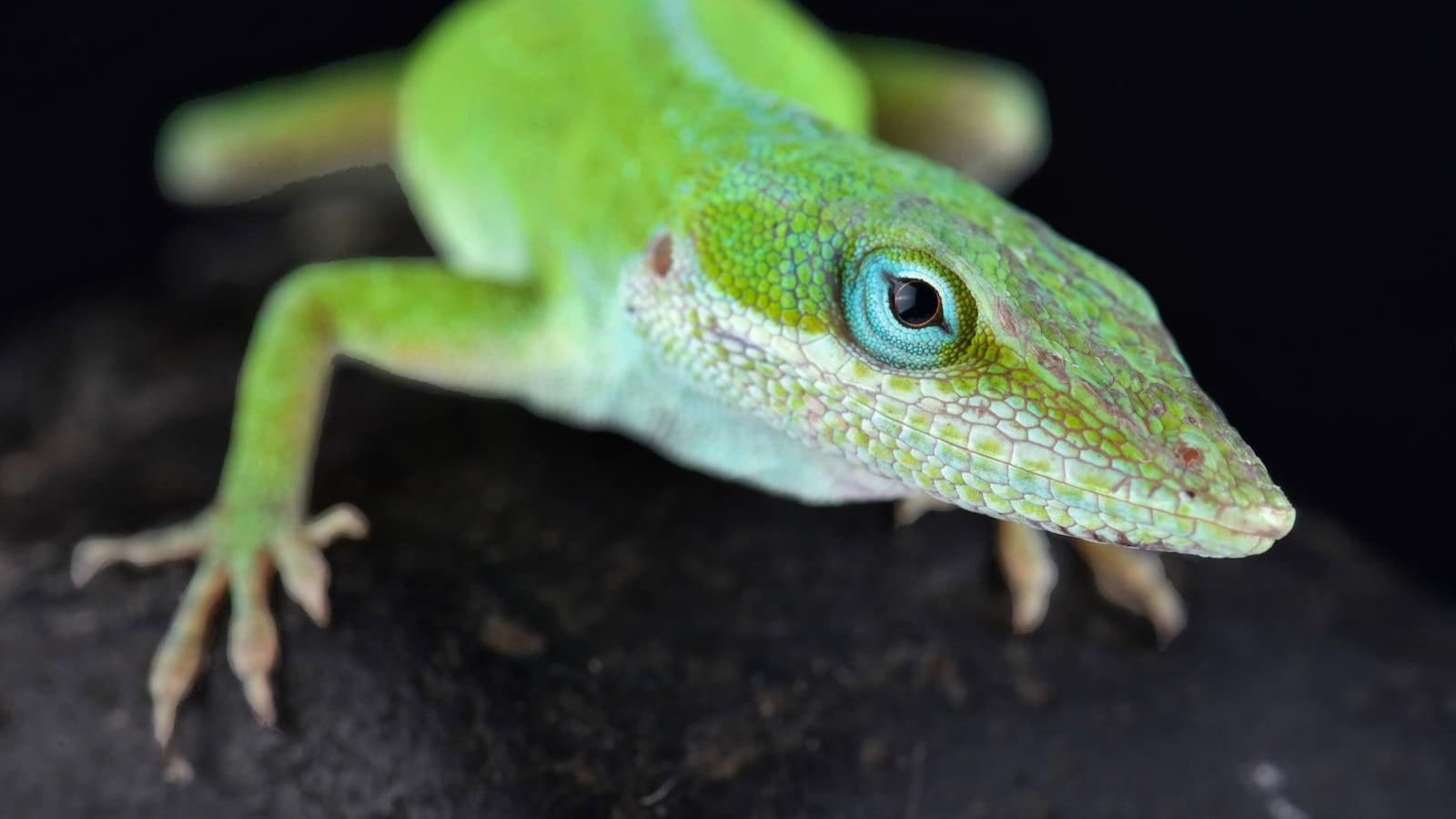 Un lézard Anolis carolinensis.