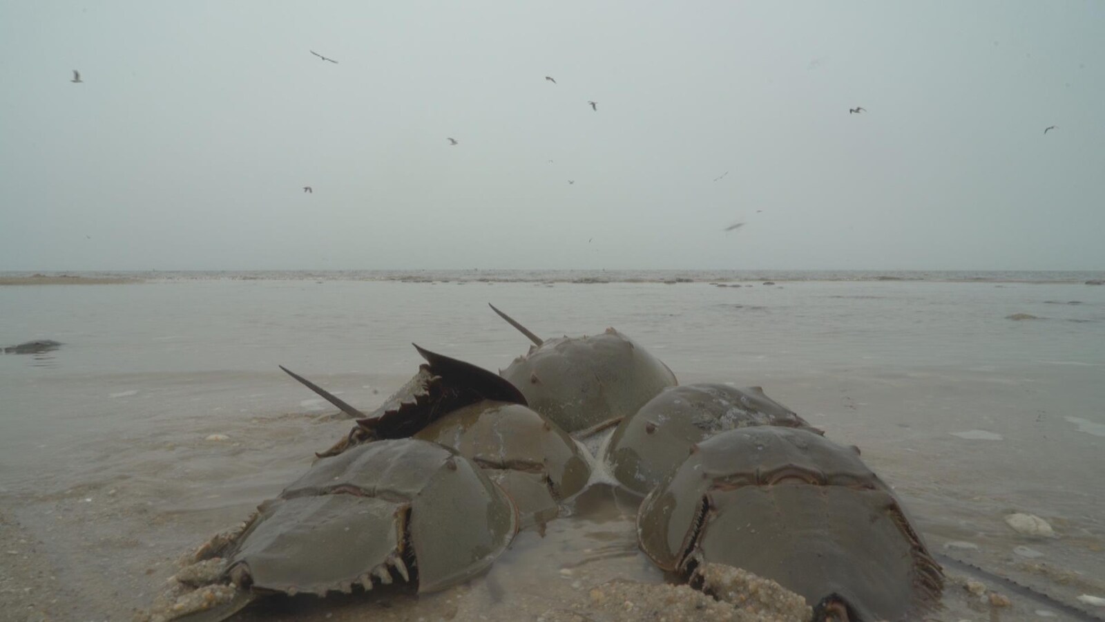 On voit des limules sur la plage qui se dirigent vers le large.