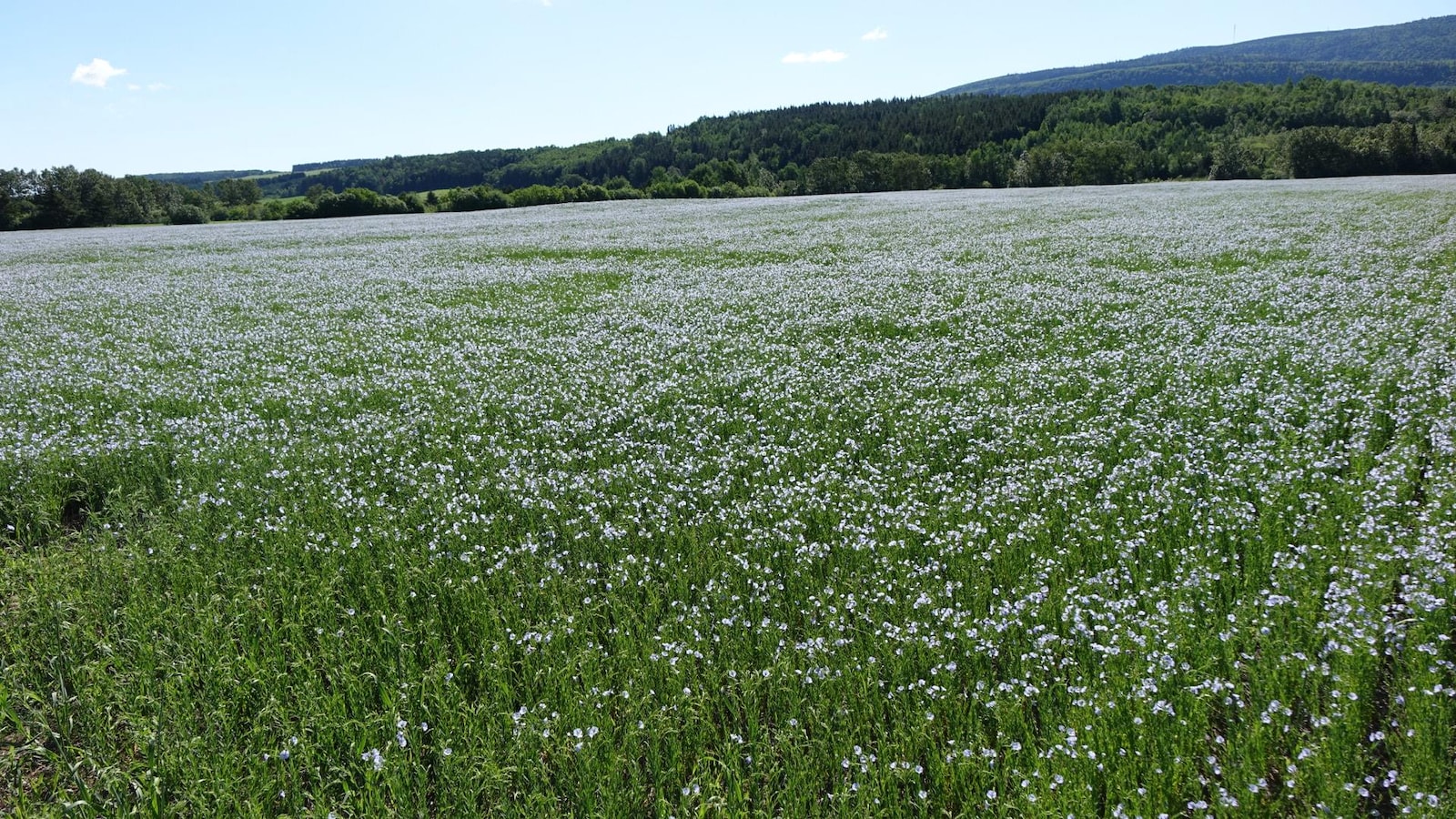 La culture du lin intéresse de plus en plus de producteurs du BasSaint