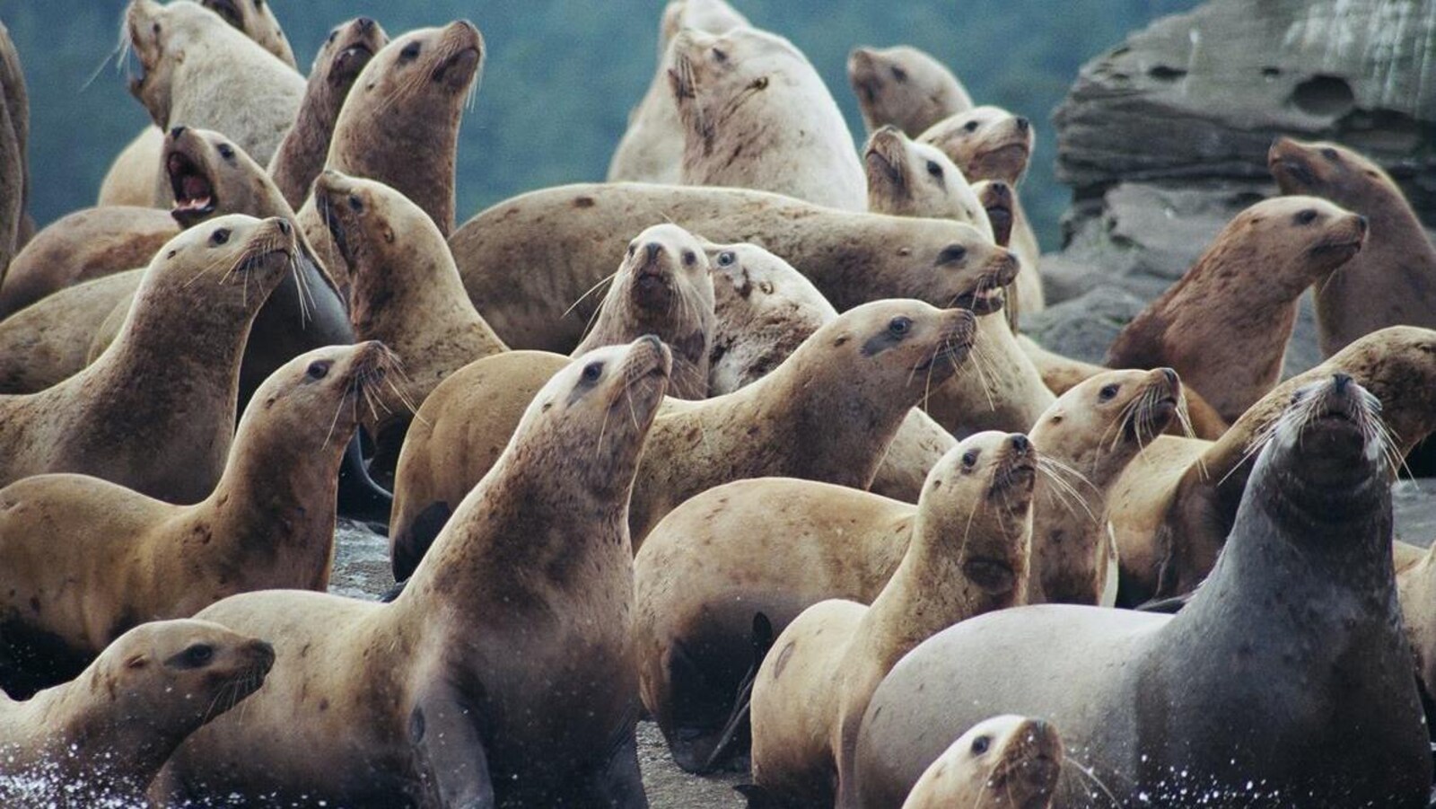 Gros plan sur une vingtaine d'otaries sur un rocher.