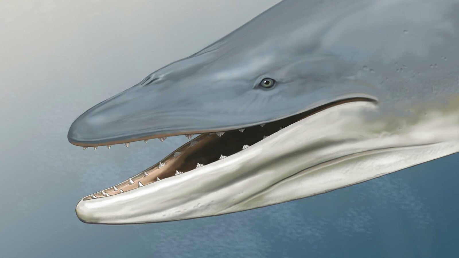 Représentation artistique de la tête d'un Llanocetus denticrenatus.