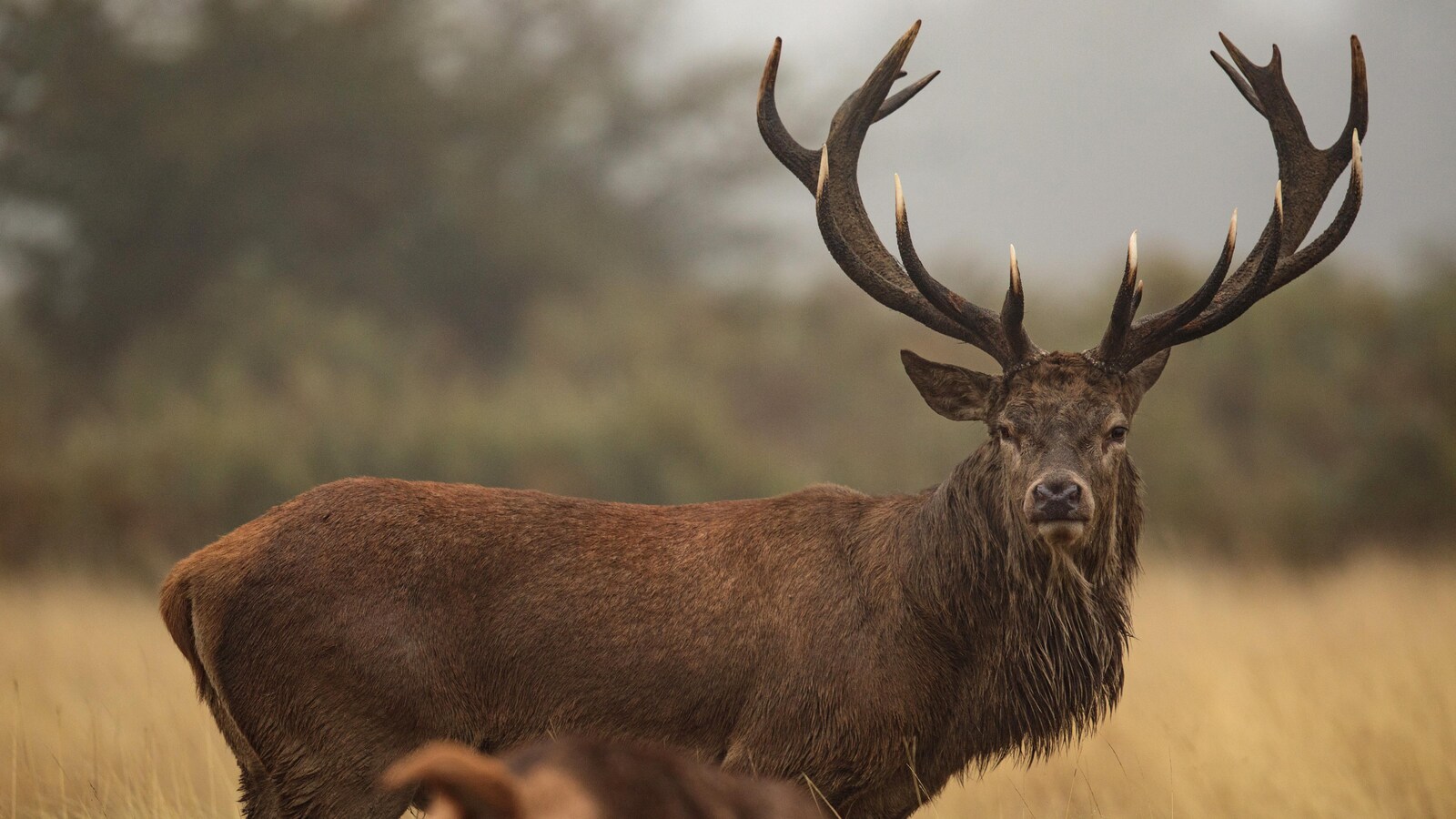 Un cerf rouge observe la caméra.