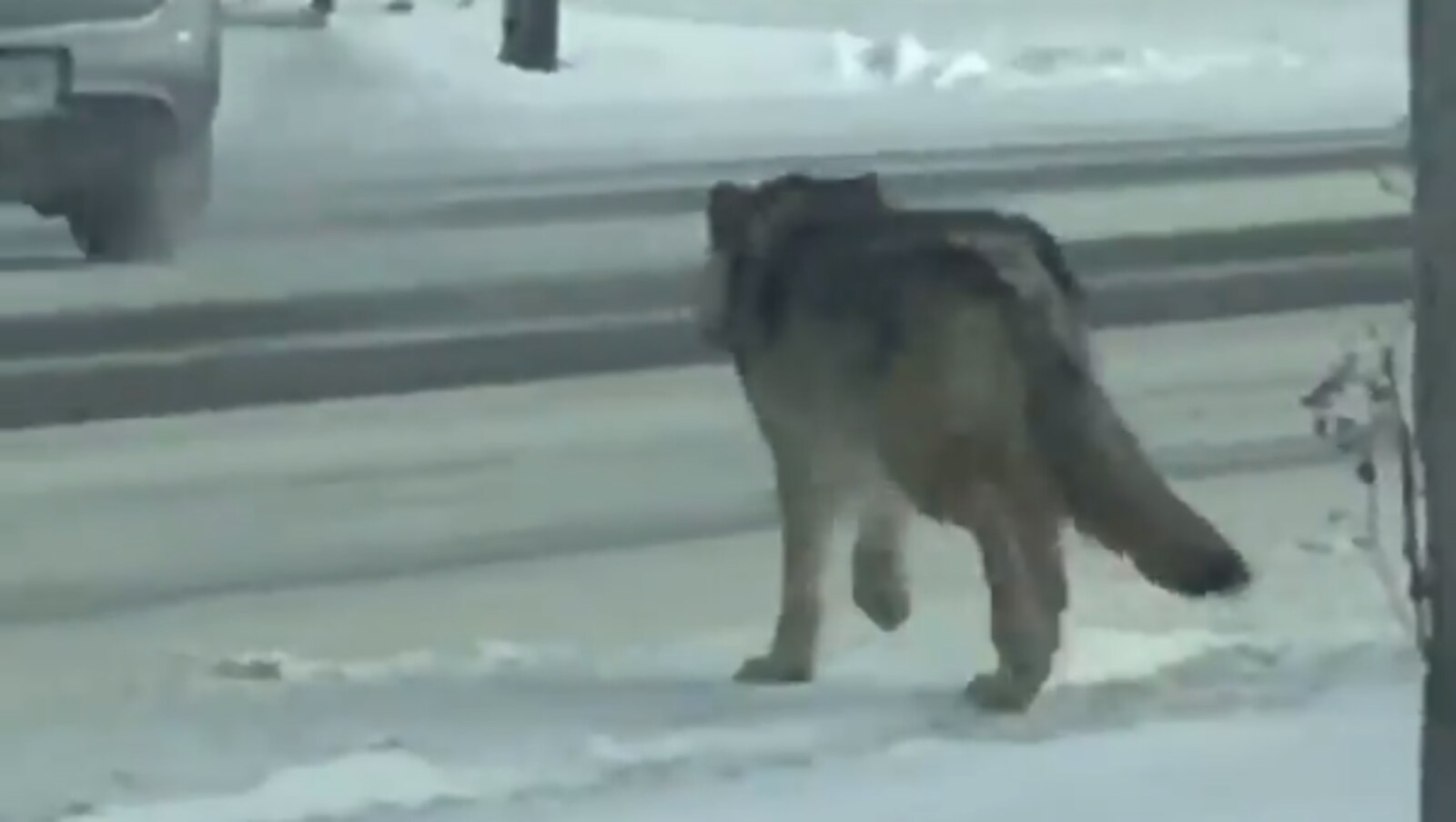 Un loup sur le bord d'une route.