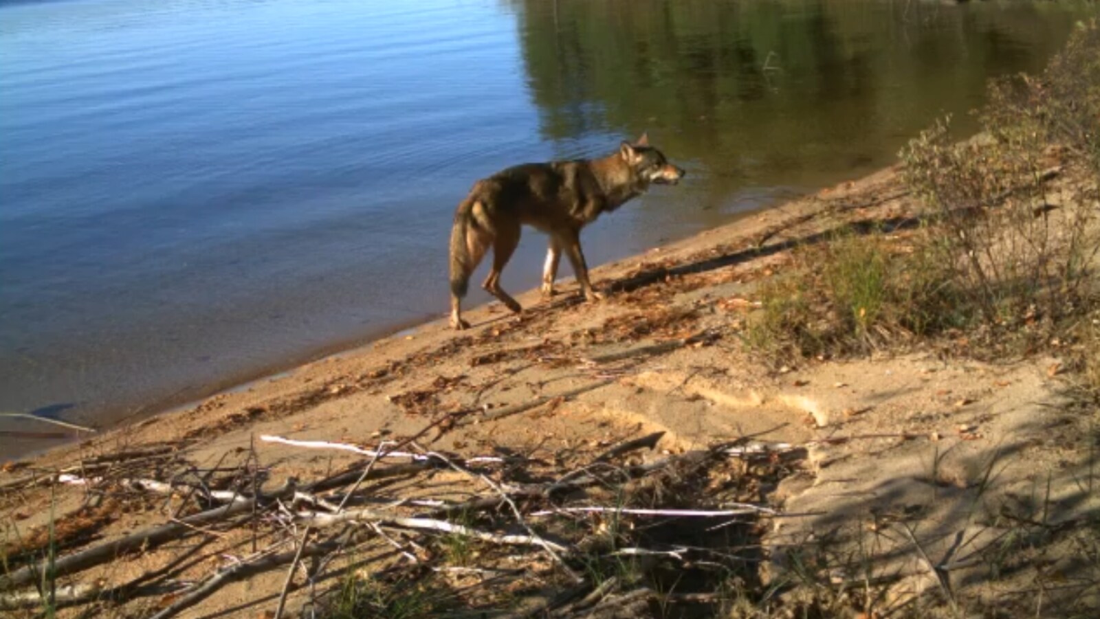 Un loup sur le bord d'un lac.