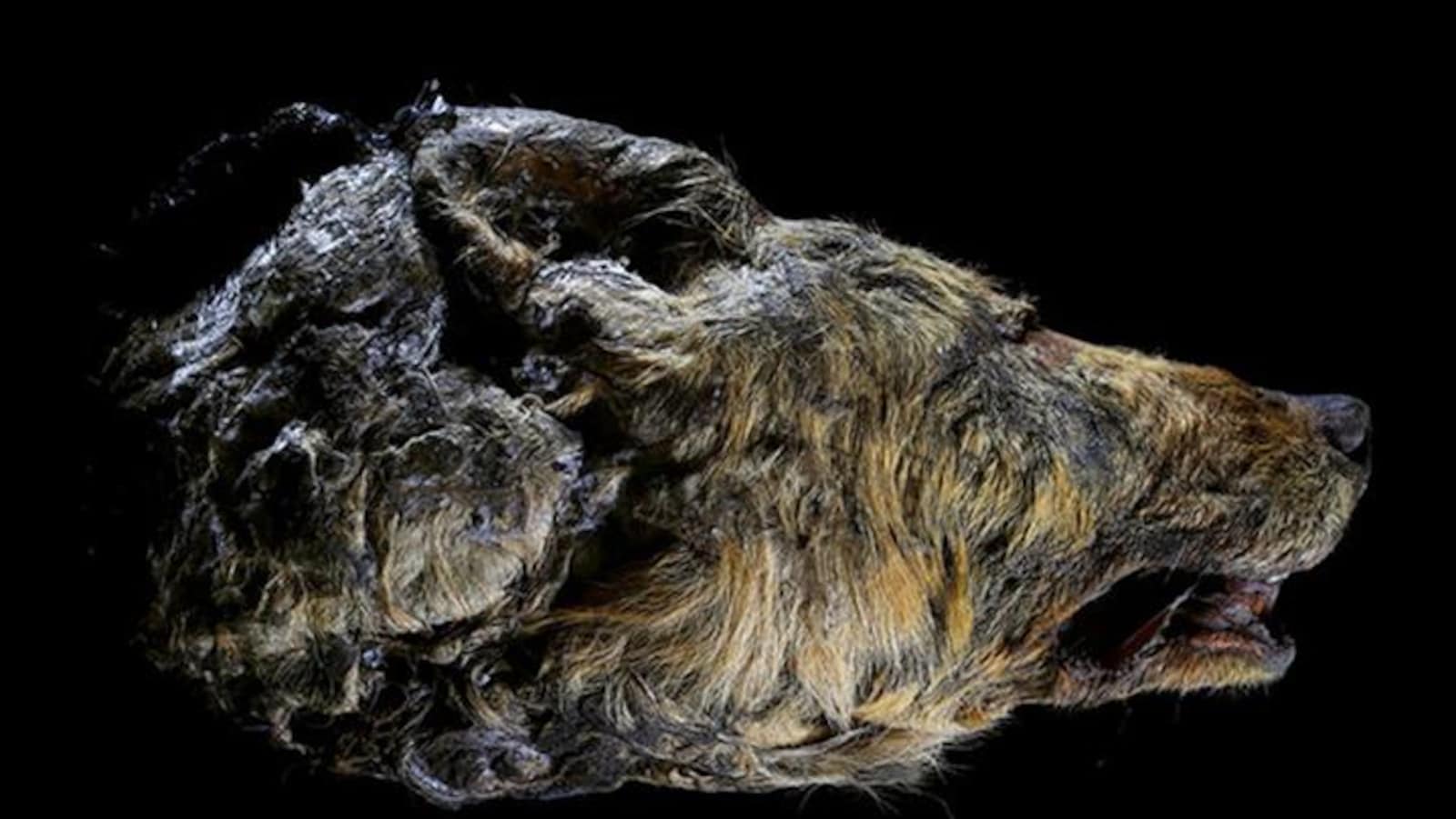 Une gigantesque tête de loup vieille de 32 000 ans découverte