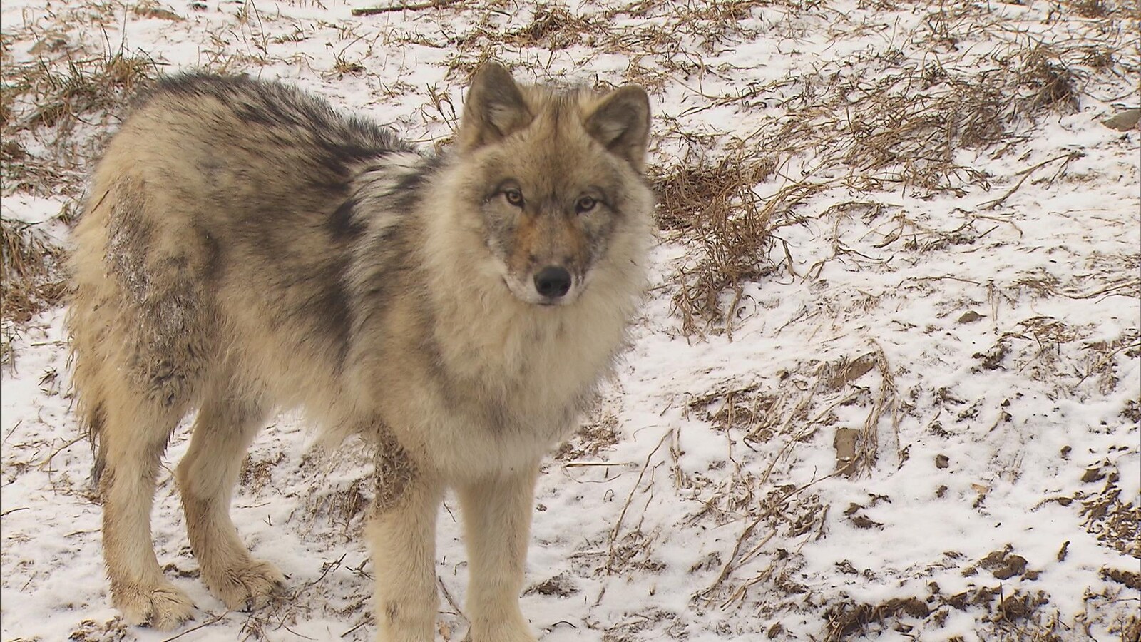 Un loup.