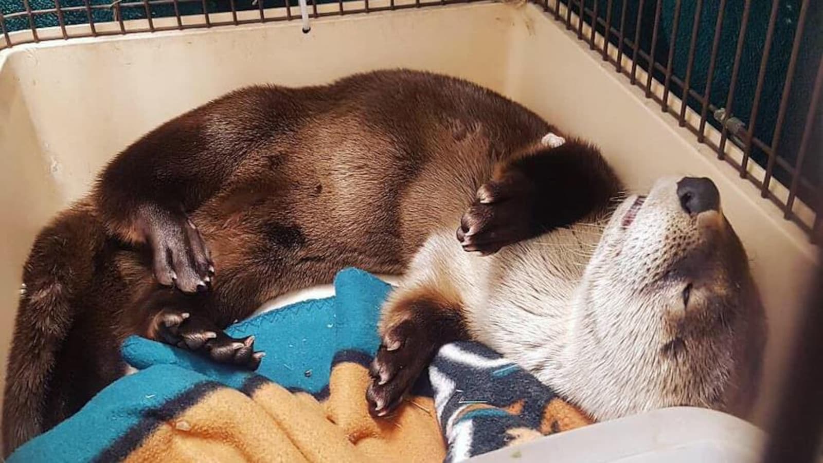 La loutre dort à poings fermés dans une cage.