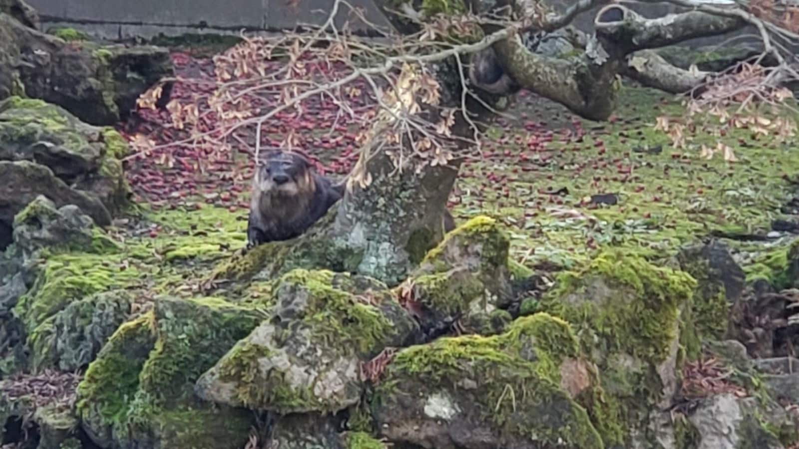Une loutre est en partie dissimulée derrière un arbre au bord de l'étang.