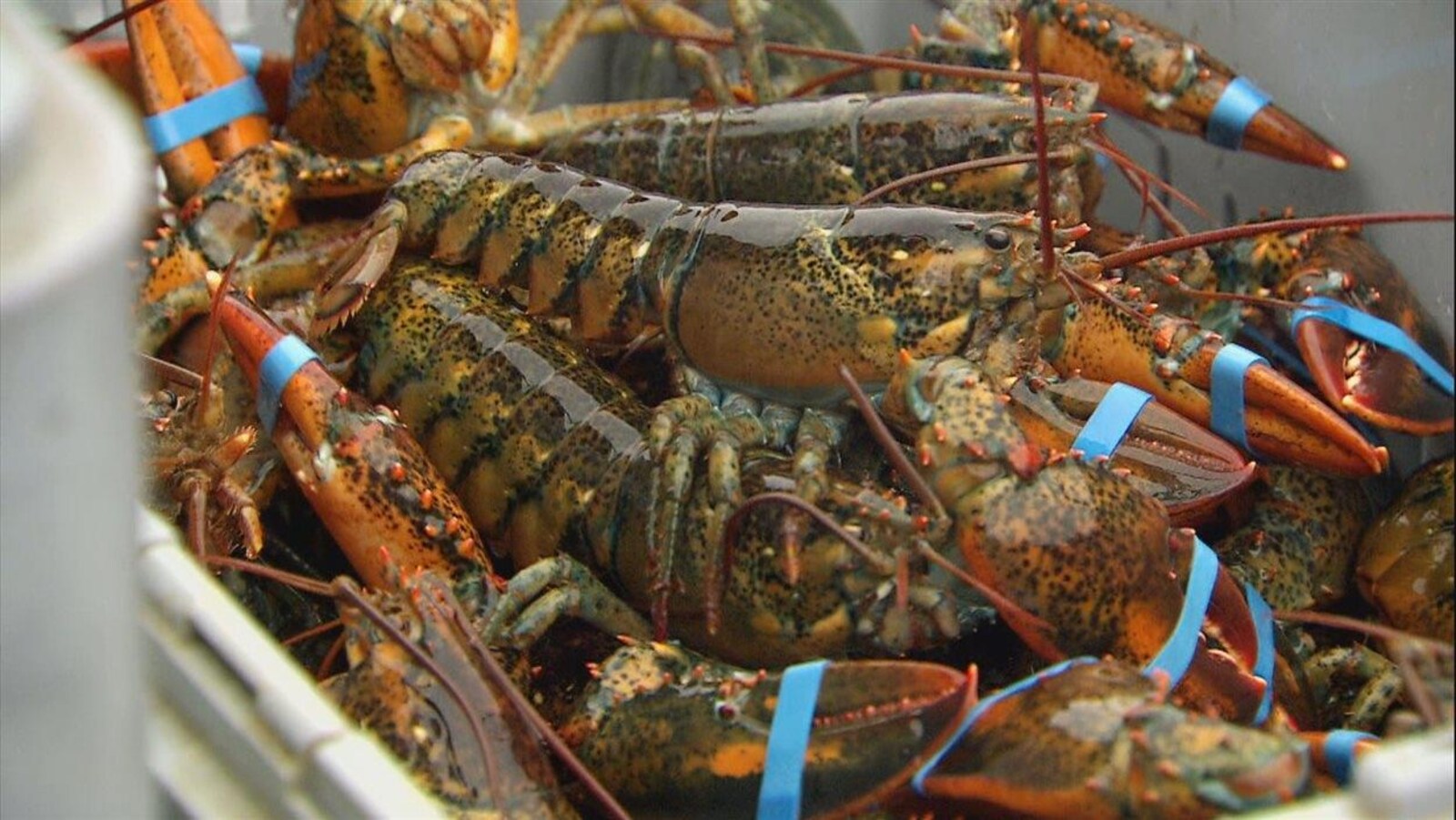 Bac rempli de gros homards.