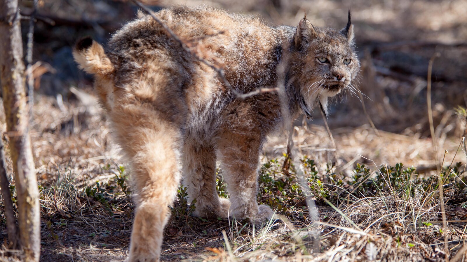 Le lynx à trois pattes, debout, sur des herbes sèches. regarde au loin.
