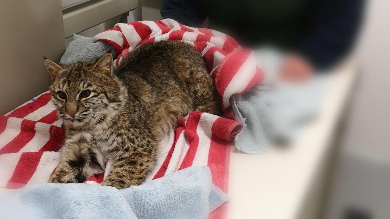 Un lynx roux dans un lit