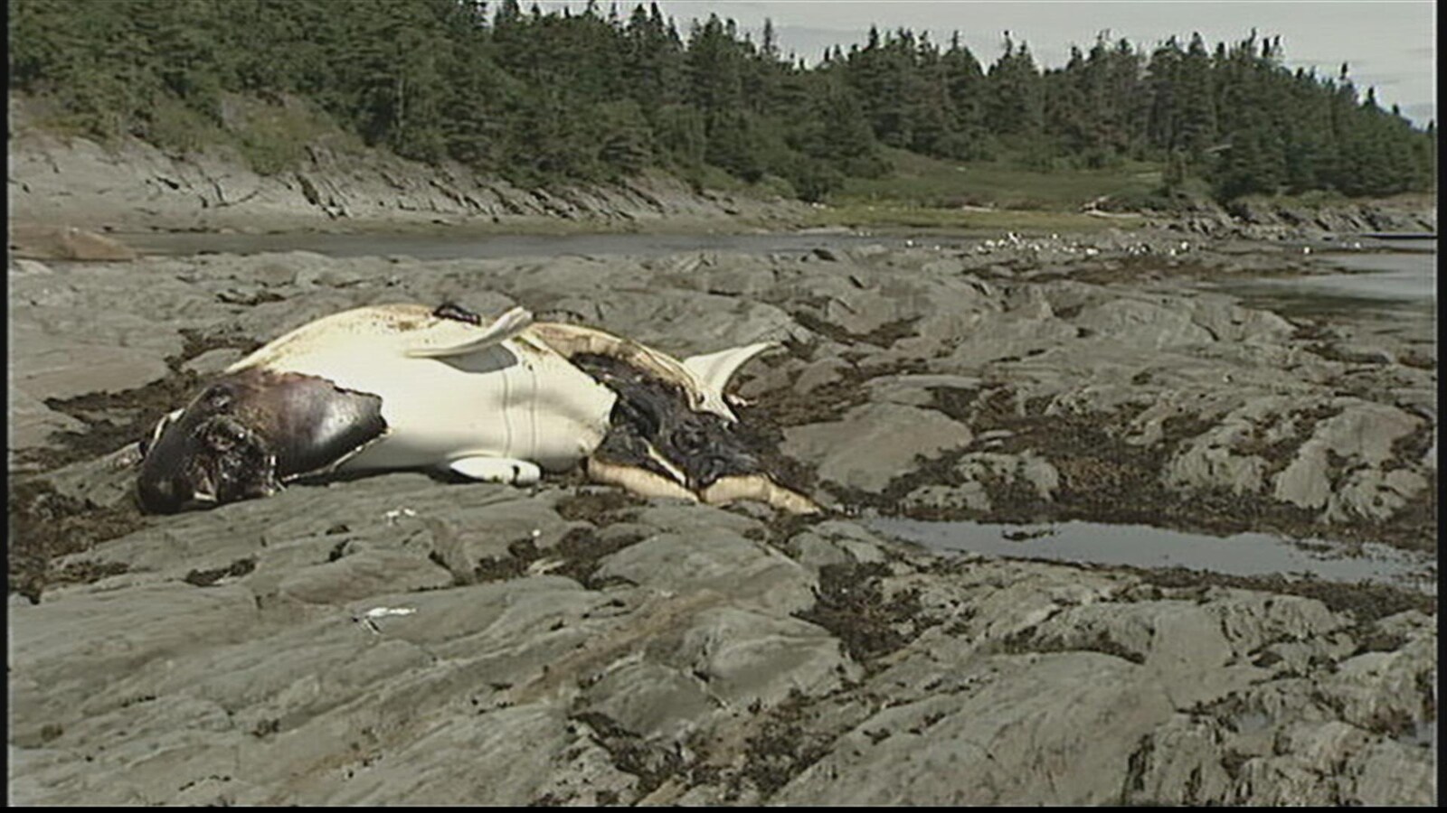 Un béluga mort échoué sur le rivage