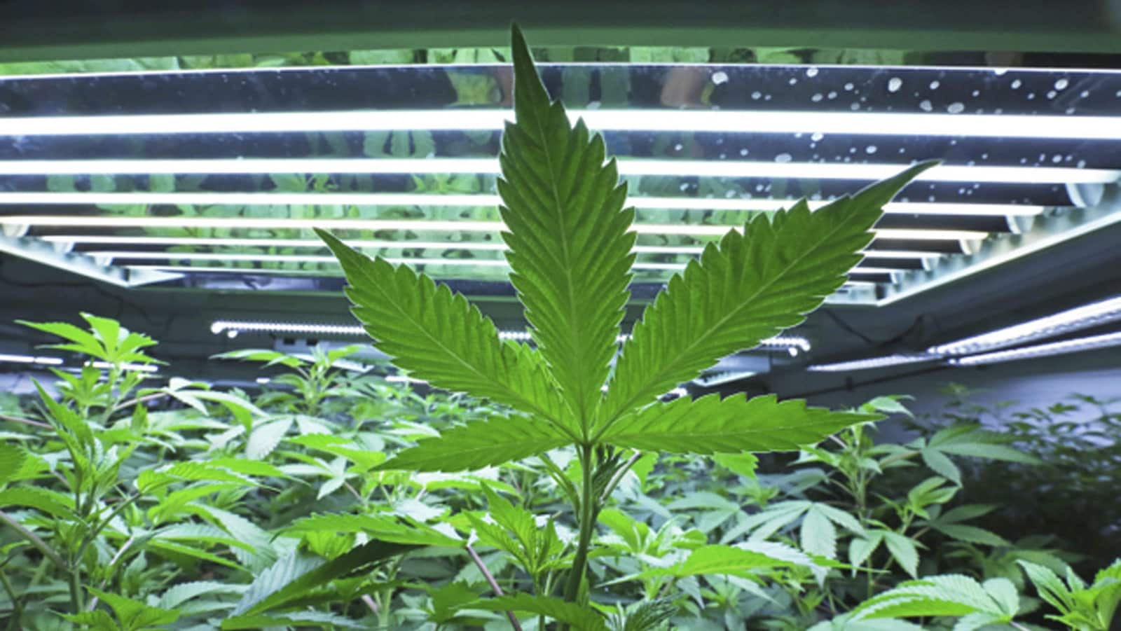 Des plants de marijuana dans un centre de production