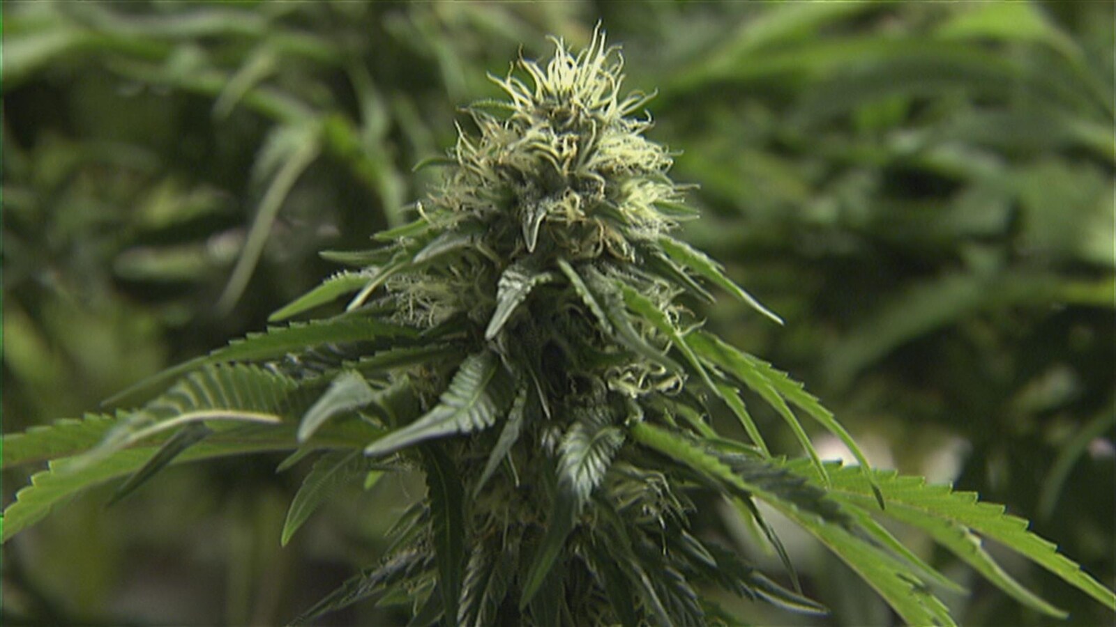 Un plan de cannabis.