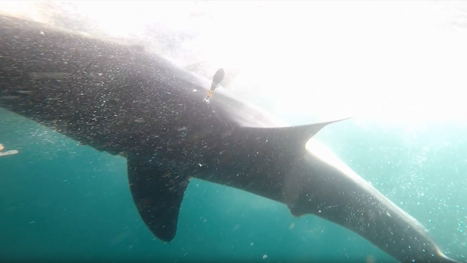 L'étiquette satellite d’archivage sur le grand requin blanc, le 13 septembre 2018.