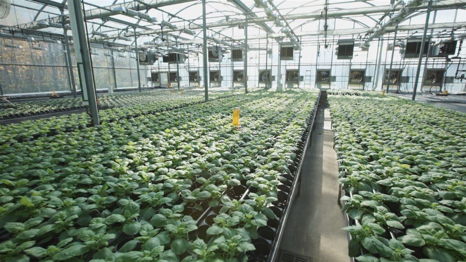 Des plantes dans une usine de la société Medicago