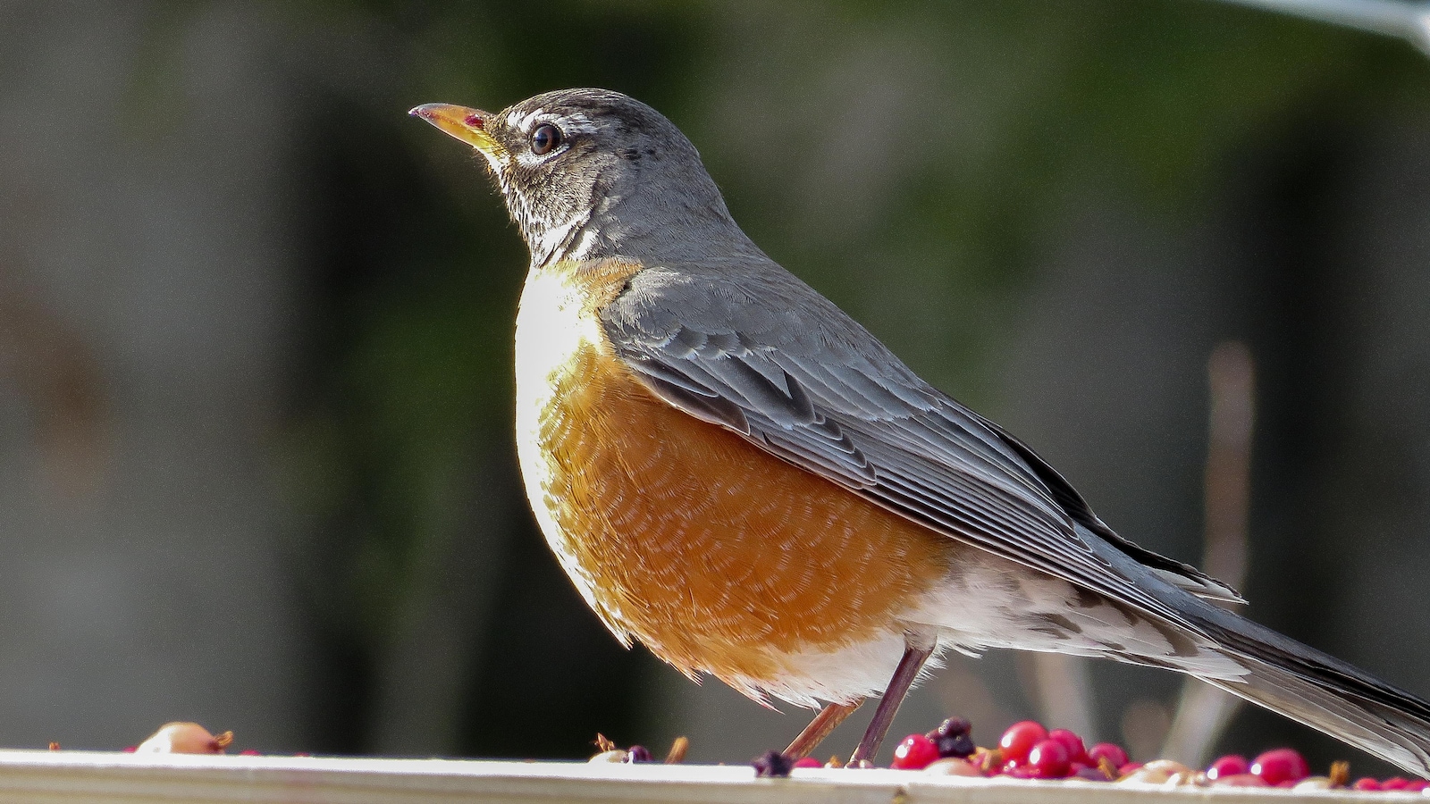Un merle d'Amérique, un oiseau fréquent au Québec.