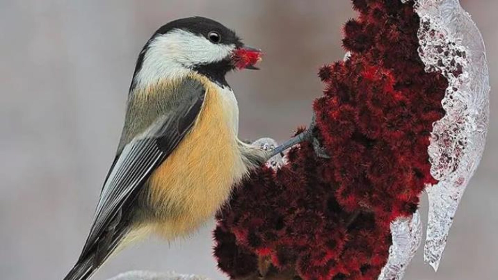 Un oiseau jeune, blanc et noir.