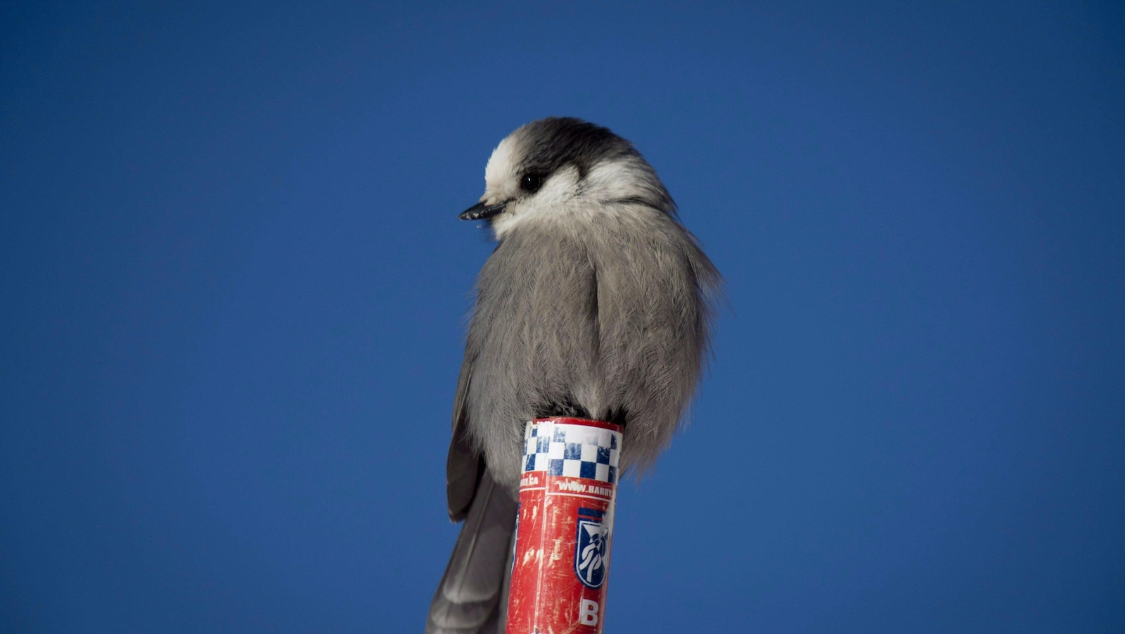 Le mésangeai pourrait devenir l'oiseau emblématique du Canada.