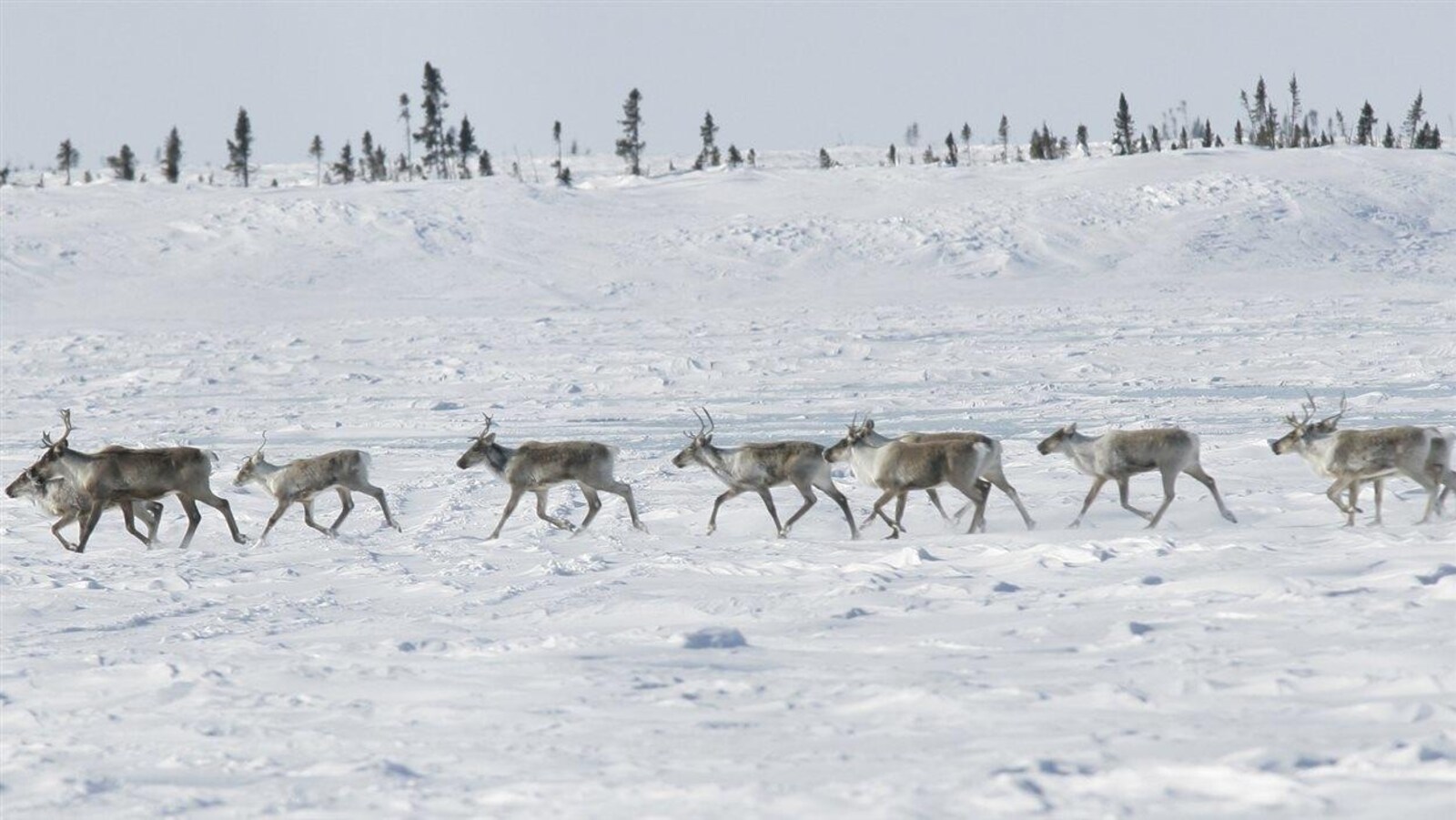 Un troupeau de caribous dans le grand nord canadien