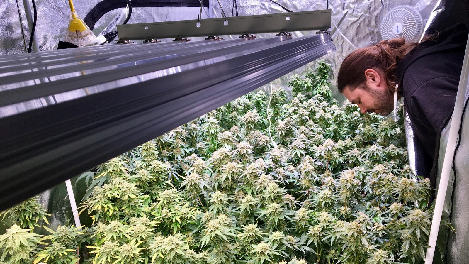 Mike Chyczij sent des feuilles de marijuana dans une tente hermétique.